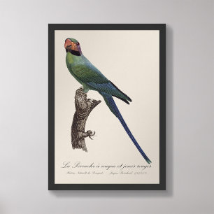 La Perruche a nuque et joues rouges  Photo Print