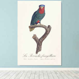 La Perruche fringillaire  Canvas Print