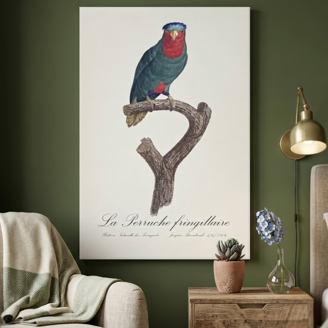 La Perruche fringillaire  Canvas Print (Blue-Crowned Lorikeet, Vini Australis. Canvas Print)