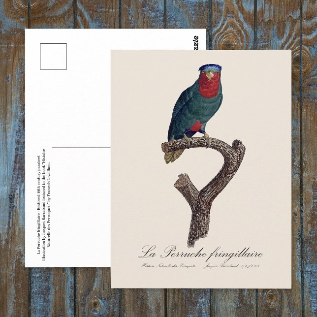 La Perruche fringillaire  Postcard (Blue-Crowned Lorikeet, Vini Australis. Postcard)