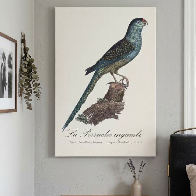 La Perruche ingambe  Canvas Print (Ground Parrot or Swamp Parrot, Pezoporus Wallicus. Canvas Print)