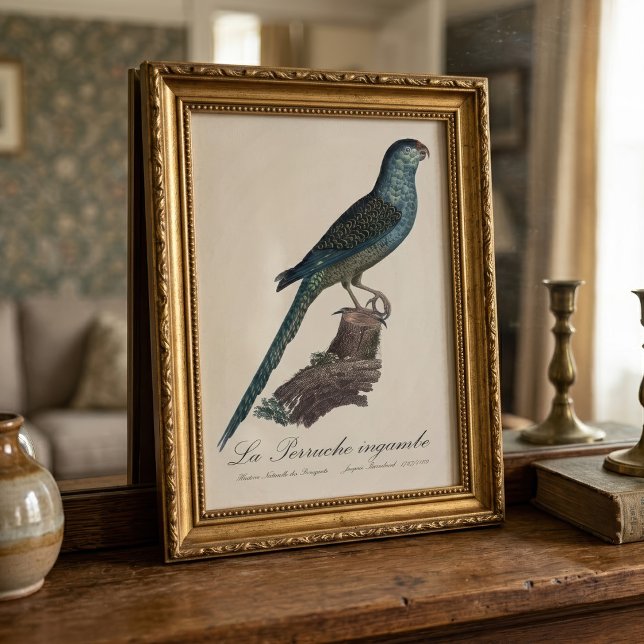 La Perruche ingambe  Photo Print (Ground Parrot or Swamp Parrot, Pezoporus Wallicus. Photo Print)