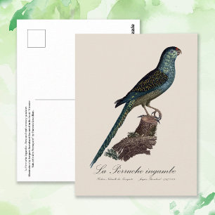 La Perruche ingambe  Postcard