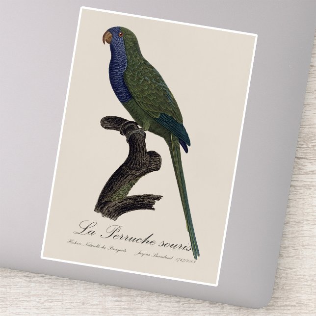 La Perruche souris / Monk Parakeet  (Monk Parakeet or Monk Parrot, Myiopsitta Monachus. Sticker)