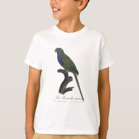 La Perruche souris / Monk Parakeet 