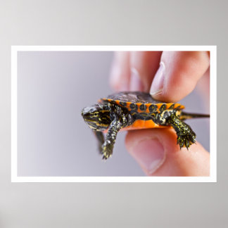 La Petite Tortue Poster