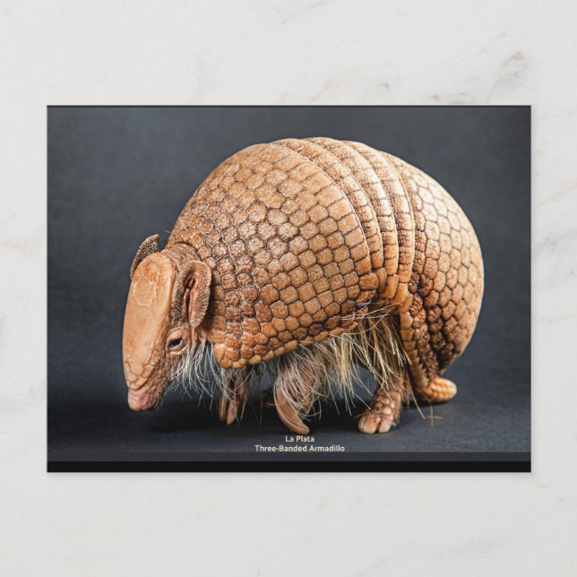 La Plata Three-Banded Armadillo Postcard (Front)