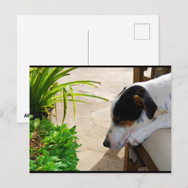 La Siesta del Ratonero Postcard (Front/Back)