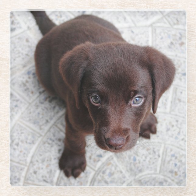 lab chocolate puppy sitting second glass coaster (Front)