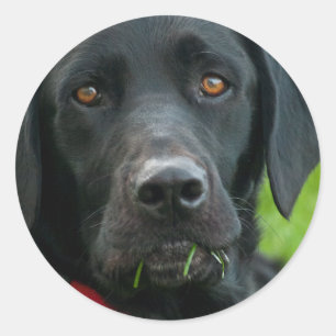 Lab Grass for Lunch Black Lab Sticker