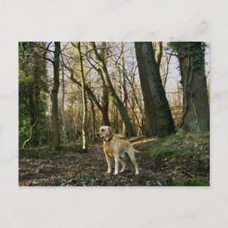 Lab in the woods postcard