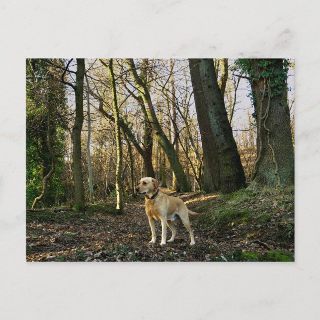 Lab in the woods postcard (Front)