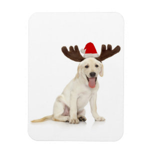 Lab Puppy Wearing Antlers Magnet