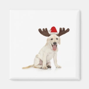 Lab Puppy Wearing Antlers Magnet