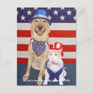 Lab Traits - Popular Postcard