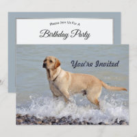 Lab Yellow Dog Water Photo Birthday