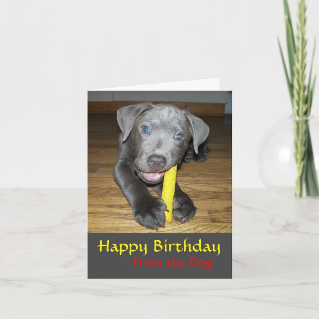 Labrabull Puppy Dog Lover Birthday Card (Front)