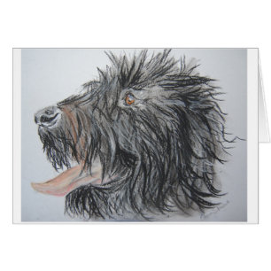Labradoodle