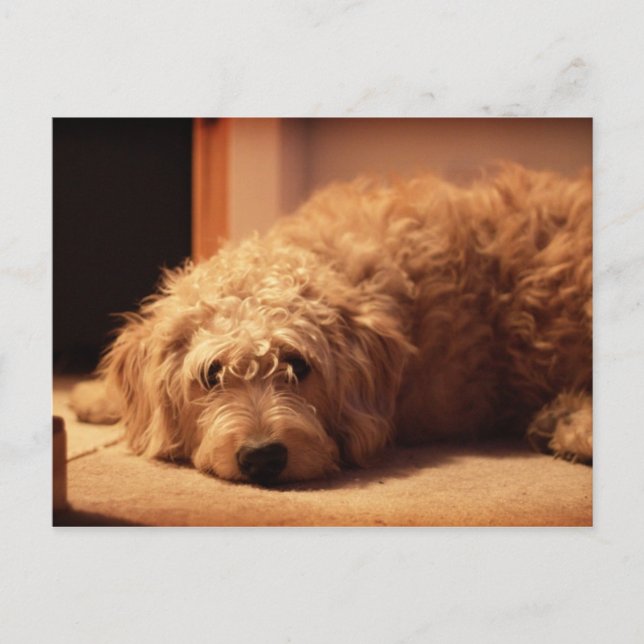 Labradoodle Dog looking sad Postcard (Front)