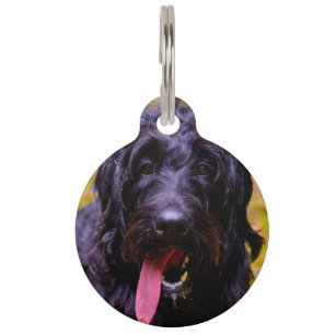 Labradoodle Dog. Pet Tag