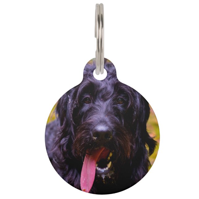 Labradoodle Dog. Pet Tag (Front)