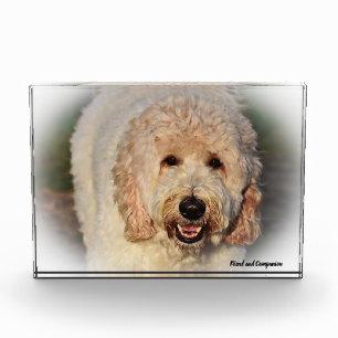 Labradoodle Dog. Photo Block