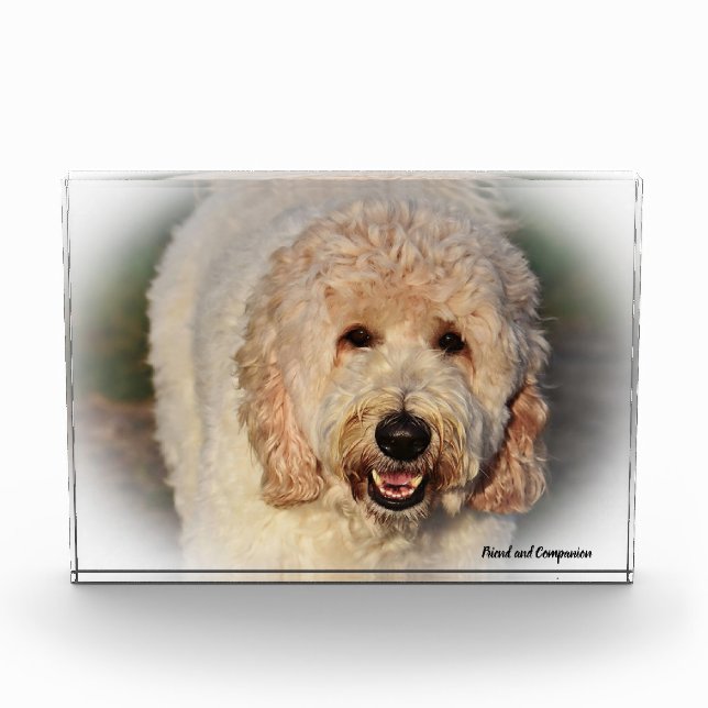 Labradoodle Dog. Photo Block (Front)