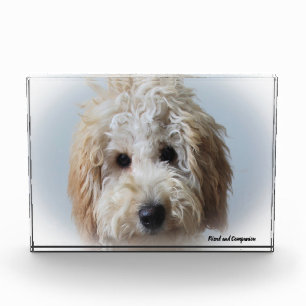 Labradoodle Dog. Photo Block