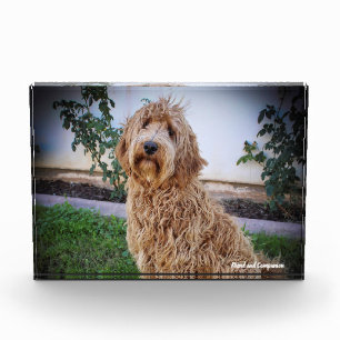 Labradoodle Dog. Photo Block