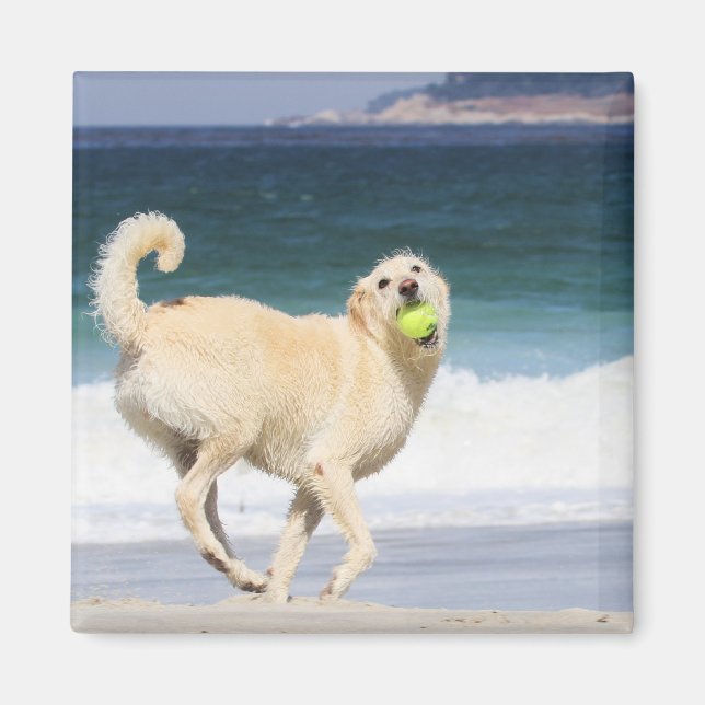 Labradoodle - Happy Day on the Beach Magnet (Front)