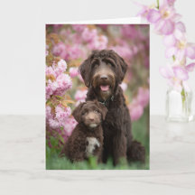 Labradoodle Mum Mother’s Day Love
