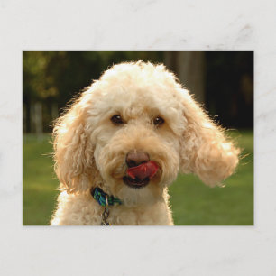 Labradoodle Postcard