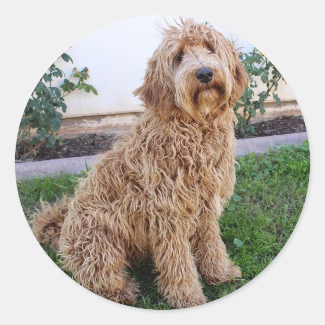 Labradoodle Puppy Dog Classic Round Sticker (Front)