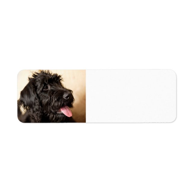 Labradoodle Return Address Label (Front)
