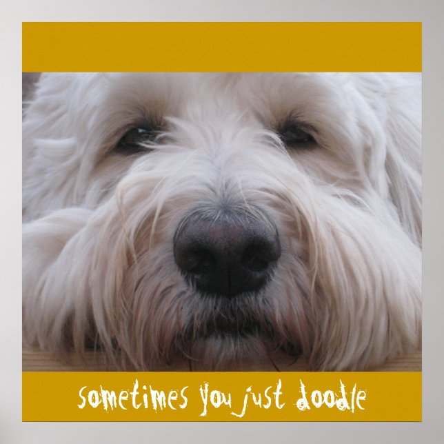 Labradoodle Thoughts Poster (Front)