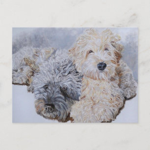 Labradoodles Two Post Cards
