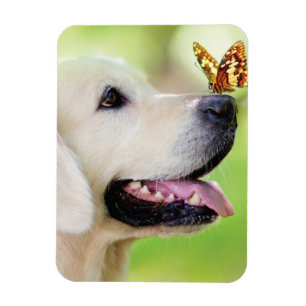 Labrador And Butterfly Throw Pillow Magnet