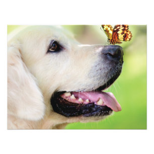 Labrador And Butterfly Throw Pillow Photo Print