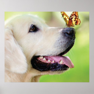 Labrador And Butterfly Throw Pillow Poster