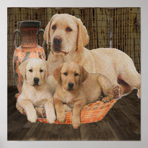 labrador cute puppies poster