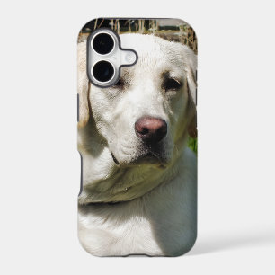 LABRADOR DOG