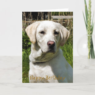 LABRADOR DOG CARD