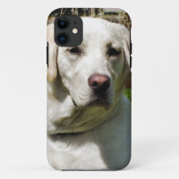 LABRADOR DOG