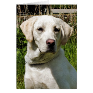 LABRADOR DOG GREETING CARD