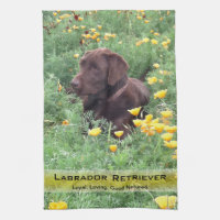 Labrador Dog in California Poppy Patch Photography