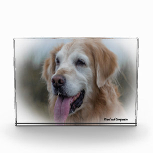 Labrador Dog. Photo Block
