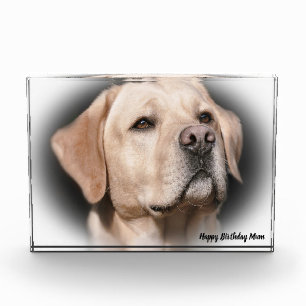 Labrador Dog Photo Block
