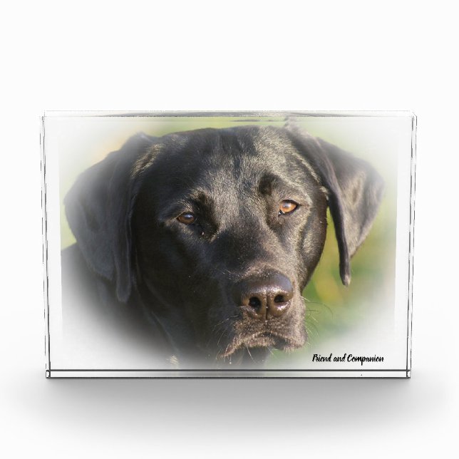 Labrador Dog. Photo Block (Front)
