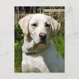 LABRADOR DOG POSTCARD