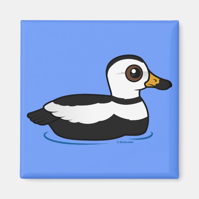 Labrador Duck (swim) Magnet (Front)